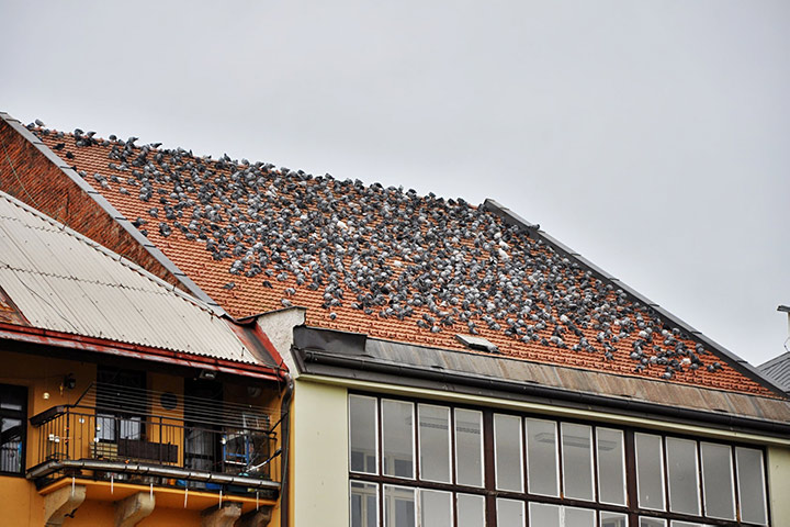 A2B Pest Control are able to install spikes to deter birds from roofs in Elmers End. 