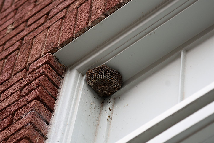 We provide a wasp nest removal service for domestic and commercial properties in Elmers End.